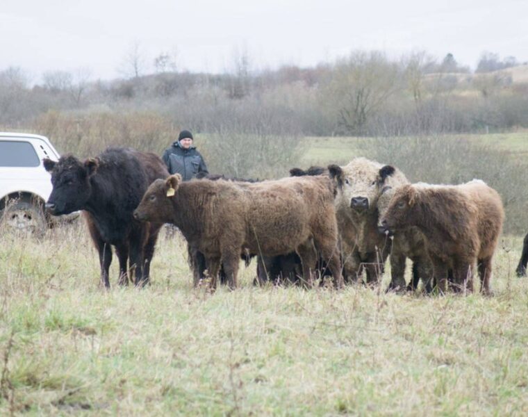 В Калининградской области запускают новый проект по производству говядины