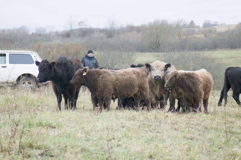 В Калининградской области запускают новый проект по производству говядины
