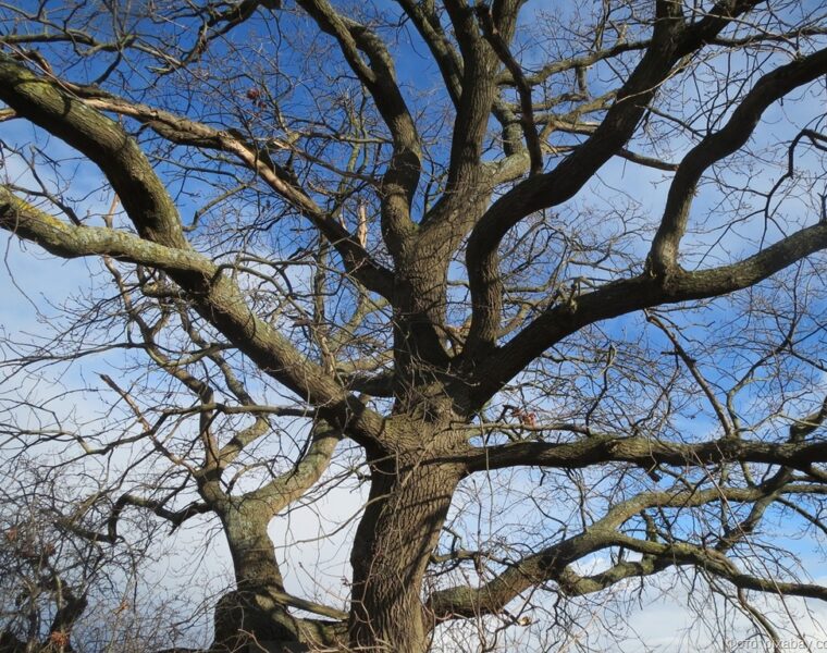 В Калининграде расчистят Парковый ручей: 177 деревьев пойдут под вырубку