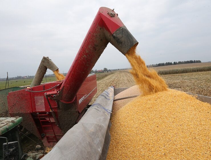 В Калининградской области — рекордные урожаи пшеницы и падение производства хлеба