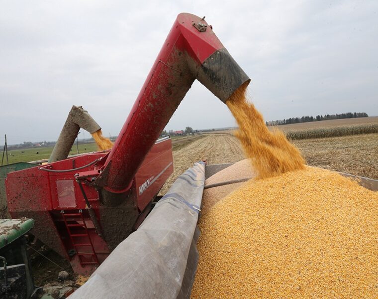 В Калининградской области — рекордные урожаи пшеницы и падение производства хлеба