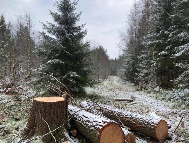 Калининградец спилил огромную ёлку и попал в уголовное дело