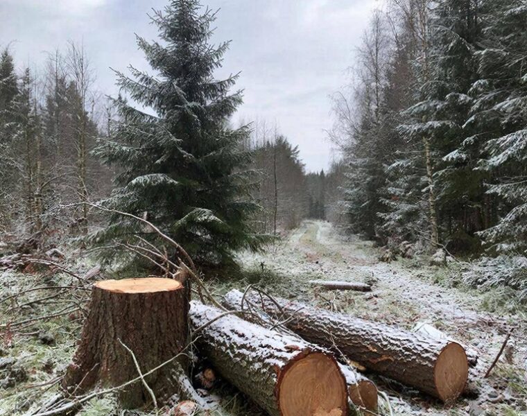 Калининградец спилил огромную ёлку и попал в уголовное дело