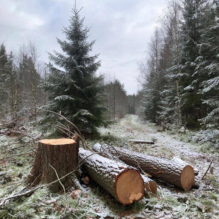Калининградец спилил огромную ёлку и попал в уголовное дело