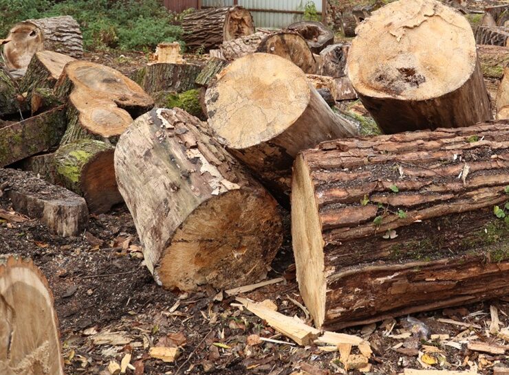 Деревья с окружной отправятся на восток области как дрова Деревья с окружной отправятся на восток области как дрова