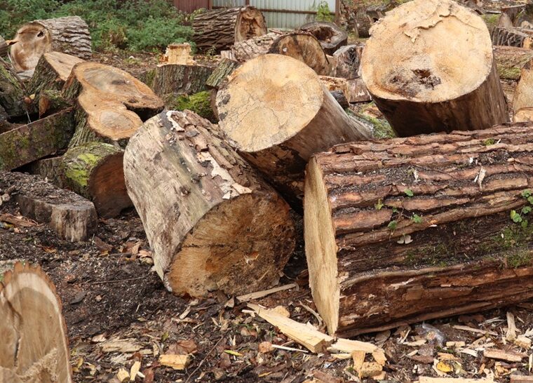 Деревья с окружной отправятся на восток области как дрова