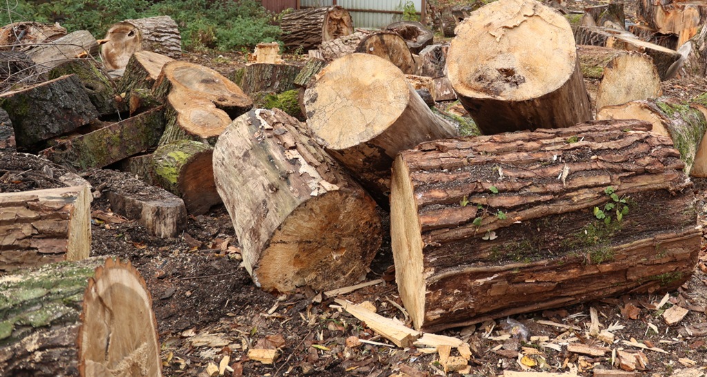 Деревья с окружной отправятся на восток области как дрова
