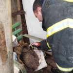 В Нестеровском районе спасли кота при пожаре в доме