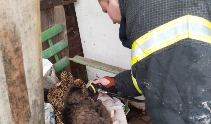 В Нестеровском районе спасли кота при пожаре в доме