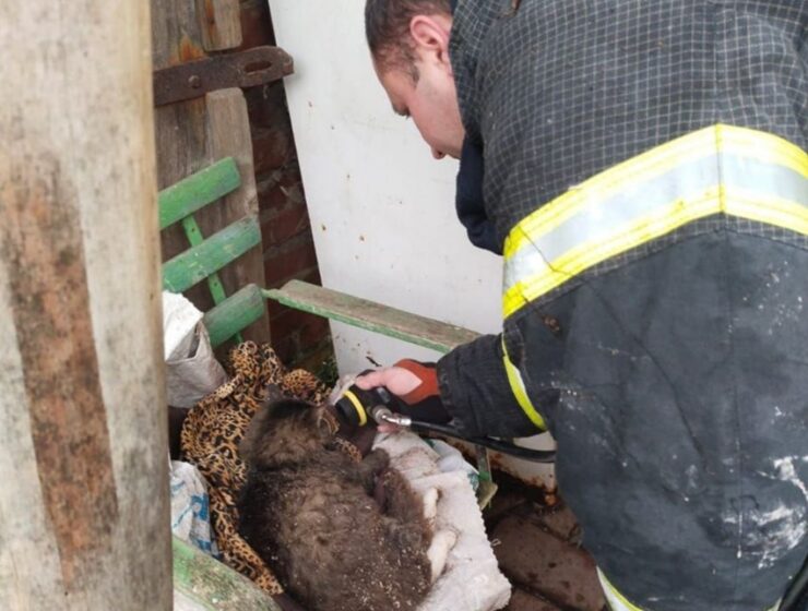 В Нестеровском районе спасли кота при пожаре в доме