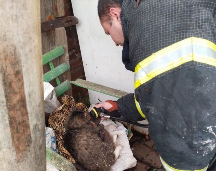 В Нестеровском районе спасли кота при пожаре в доме