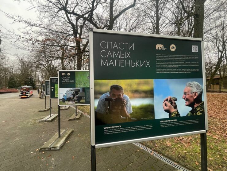 В Калининградском зоопарке открылась выставка о спасении крапчатого суслика В Калининградском зоопарке открылась выставка о спасении крапчатого суслика