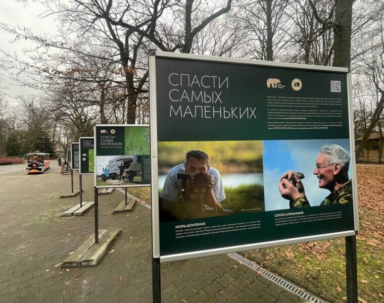 В Калининградском зоопарке открылась выставка о спасении крапчатого суслика