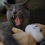 В Зеленоградске возбудили дело против мужчины, бросившего котят об стену в порыве гнева