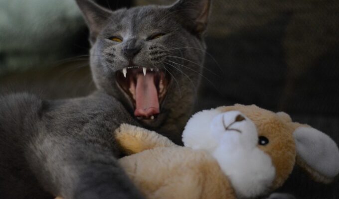 В Зеленоградске возбудили дело против мужчины, бросившего котят об стену в порыве гнева