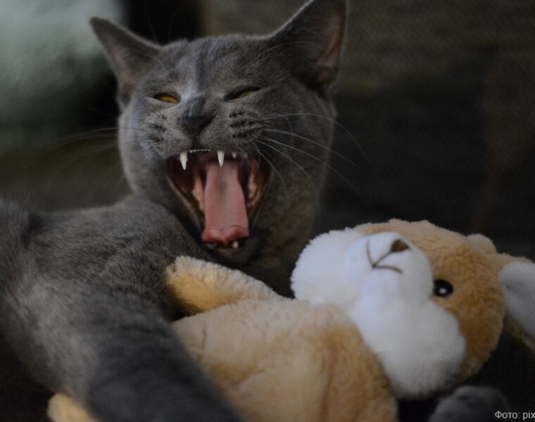 В Зеленоградске возбудили дело против мужчины, бросившего котят об стену в порыве гнева