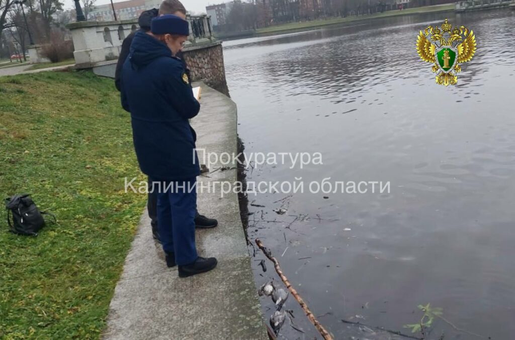 Природоохранная прокуратура проверяет сообщения о сбросах стоков в Верхнее озеро