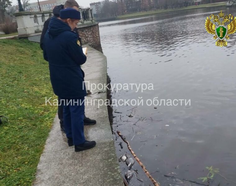Природоохранная прокуратура проверяет сообщения о сбросах стоков в Верхнее озеро