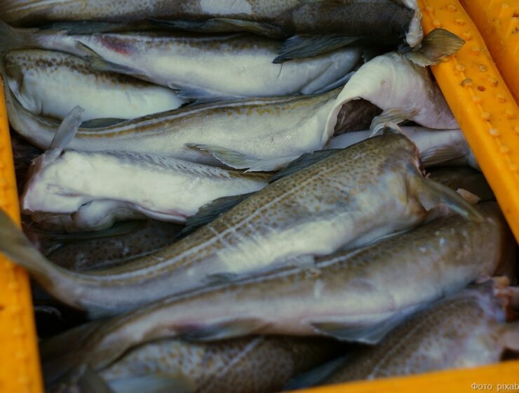 Аквакультура в Калининградской области выросла в 6 раз за четыре года