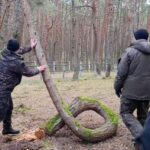 Знаменитое дерево-кольцо из &laquo;Танцующего леса&raquo; переезжает в музей