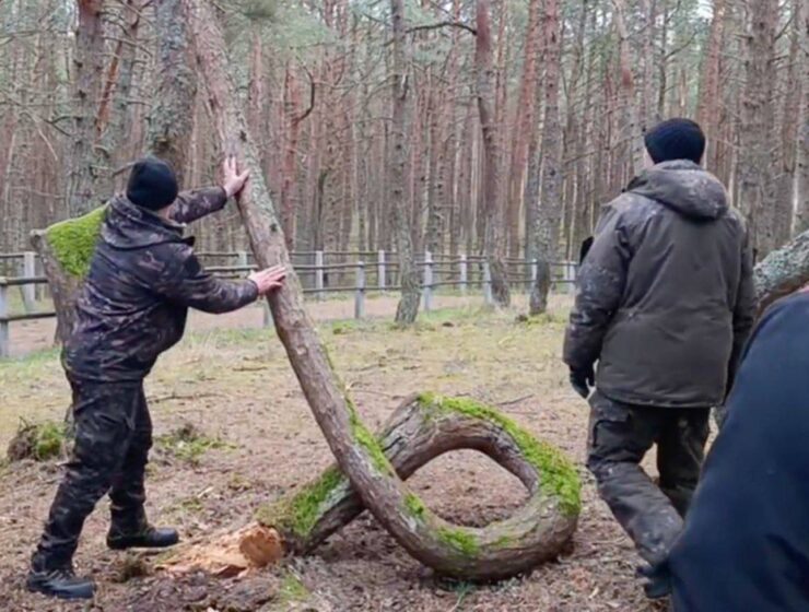 Знаменитое дерево-кольцо из &laquo;Танцующего леса&raquo; переезжает в музей