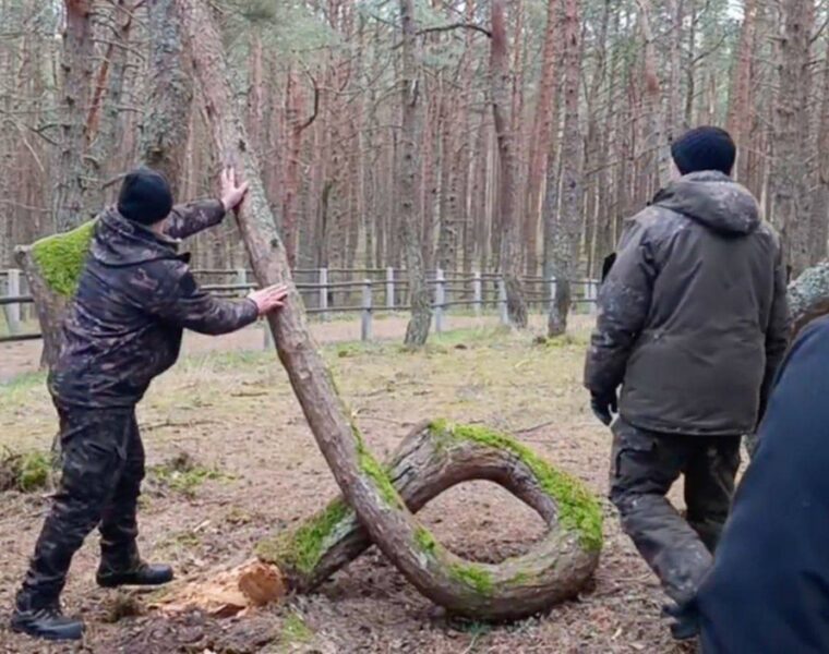 Знаменитое дерево-кольцо из &laquo;Танцующего леса&raquo; переезжает в музей