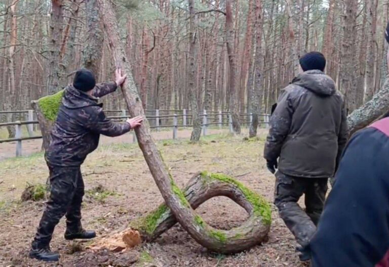 Знаменитое дерево-кольцо из &laquo;Танцующего леса&raquo; переезжает в музей