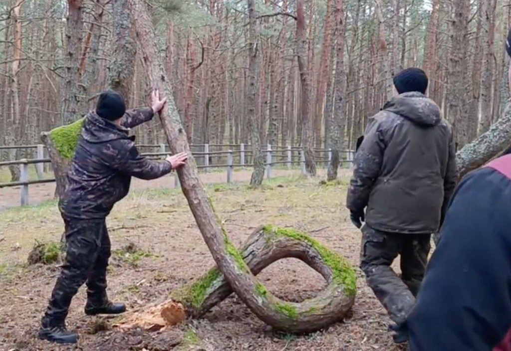 Знаменитое дерево-кольцо из &laquo;Танцующего леса&raquo; переезжает в музей