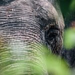 В зоопарке Калининграда не стало слонихи Преголи