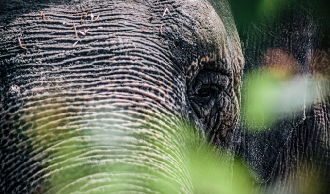 В зоопарке Калининграда не стало слонихи Преголи