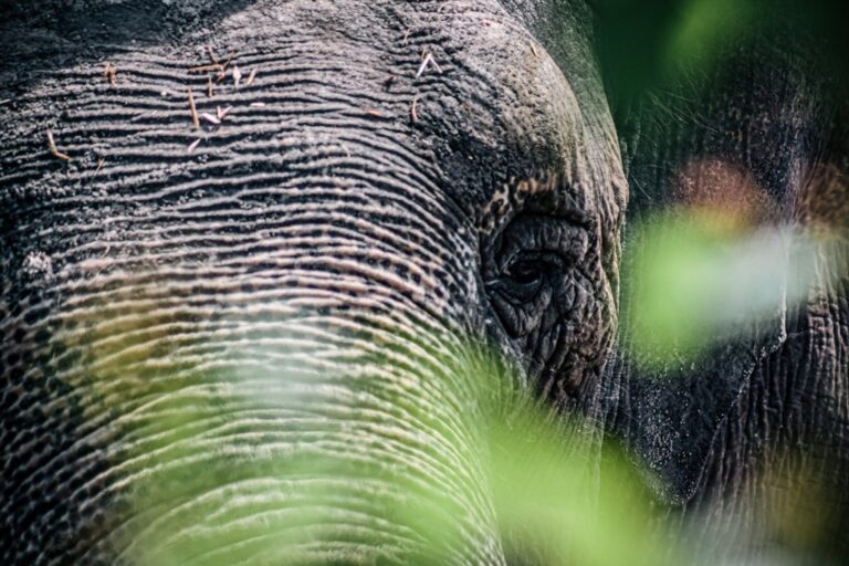 В зоопарке Калининграда не стало слонихи Преголи