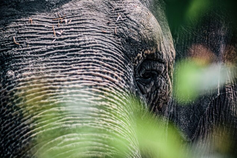 В зоопарке Калининграда не стало слонихи Преголи