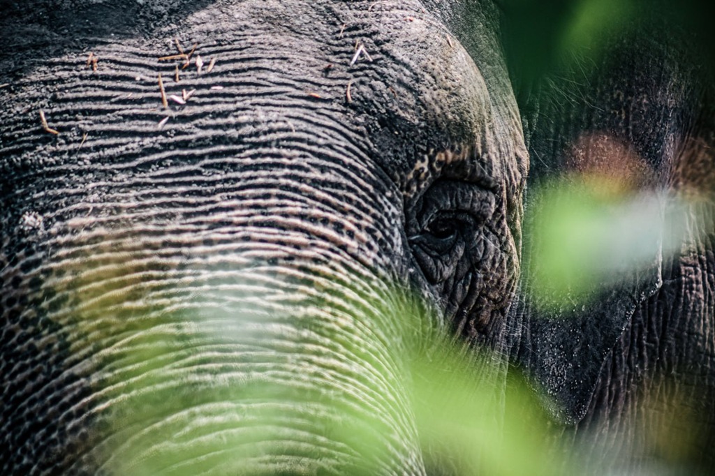 В зоопарке Калининграда не стало слонихи Преголи В зоопарке Калининграда не стало слонихи Преголи