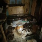 В Калининграде спасли 50 кошек на пожаре в частном доме