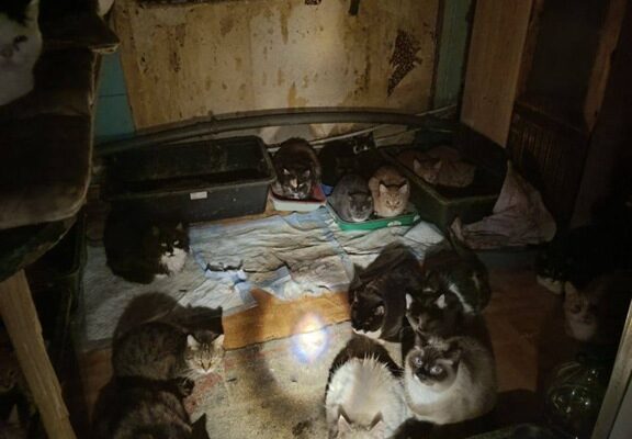 В Калининграде спасли 50 кошек на пожаре в частном доме