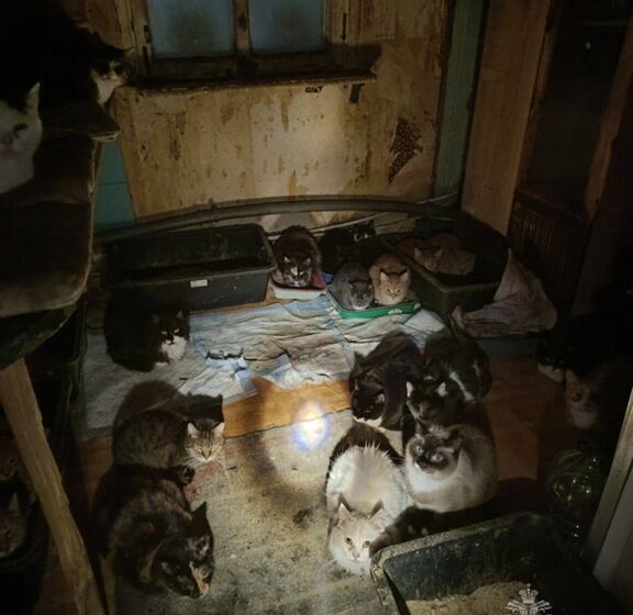 В Калининграде спасли 50 кошек на пожаре в частном доме