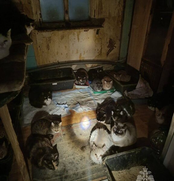 В Калининграде спасли 50 кошек на пожаре в частном доме