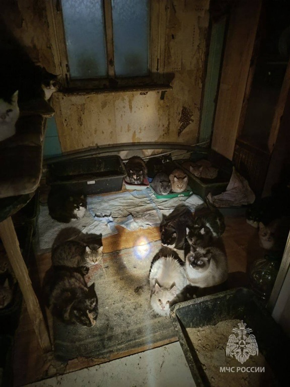 В Калининграде спасли 50 кошек на пожаре в частном доме