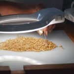 Калининградские аграрии собрали рекордный урожай зерна &mdash; более 800 тысяч тонн