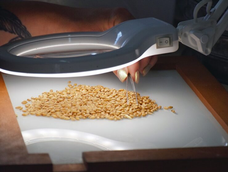 Калининградские аграрии собрали рекордный урожай зерна &mdash; более 800 тысяч тонн