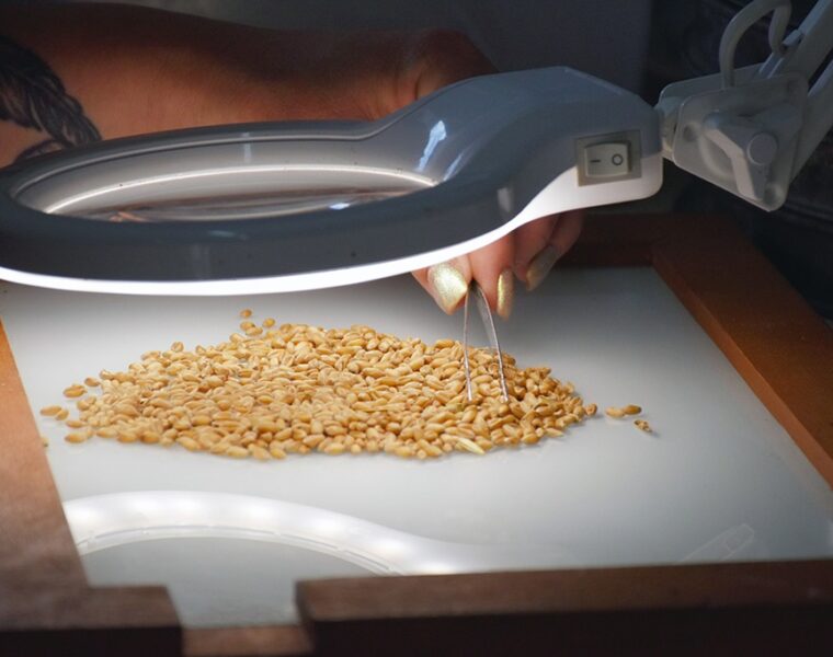 Калининградские аграрии собрали рекордный урожай зерна &mdash; более 800 тысяч тонн