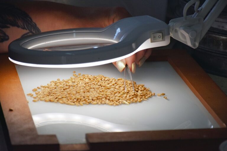 Калининградские аграрии собрали рекордный урожай зерна &mdash; более 800 тысяч тонн