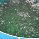 В Калининградской области запустили крупнейшее производство форели мощностью 100 тонн в год