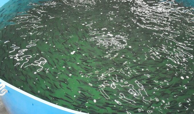 В Калининградской области запустили крупнейшее производство форели мощностью 100 тонн в год