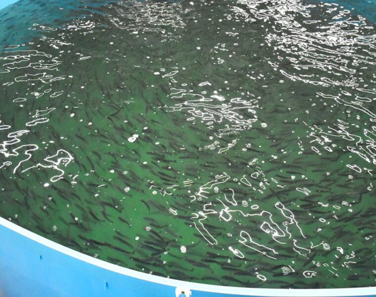 В Калининградской области запустили крупнейшее производство форели мощностью 100 тонн в год