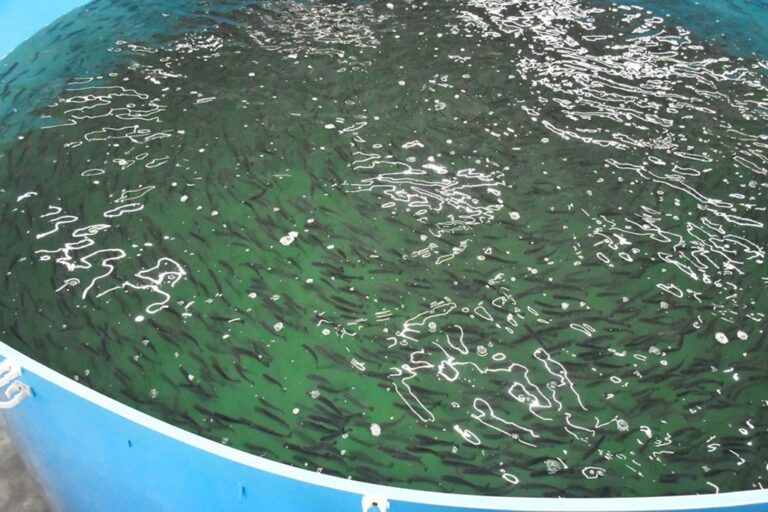 В Калининградской области запустили крупнейшее производство форели мощностью 100 тонн в год