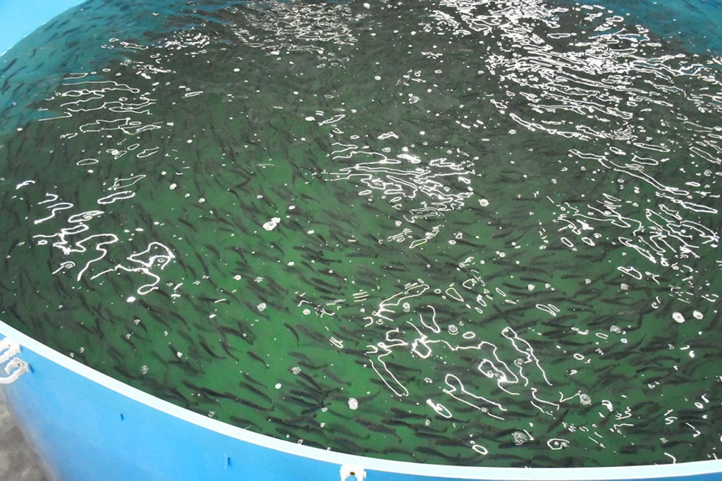 В Калининградской области запустили крупнейшее производство форели мощностью 100 тонн в год