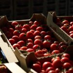 &laquo;Вирусные&raquo; томаты на&nbsp;6 тонн задержаны на&nbsp;калининградской границе