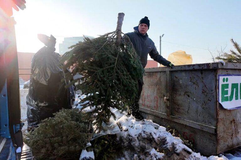 В&nbsp;Калининграде завершилась акция по&nbsp;переработке новогодних ёлок в&nbsp;удобрения