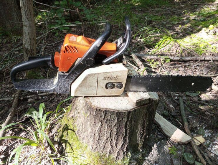 В&nbsp;Неманском районе пенсионер спилил вековую сосну и&nbsp;попал под уголовное дело